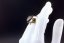 The Noble Signet – A Ring of Prestige & Power