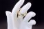 The Noble Signet – A Ring of Prestige & Power